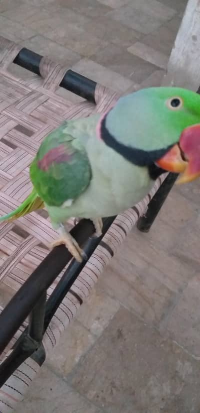 hath par betha he bolta he seti Marta he