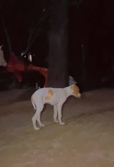 English pointer