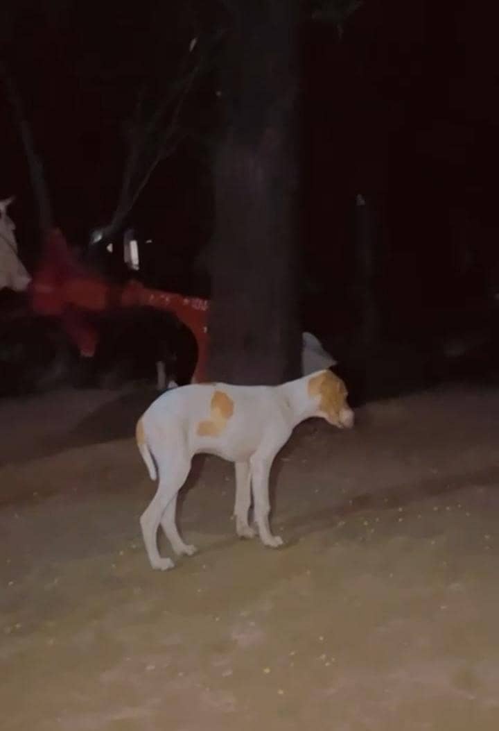 English pointer 0