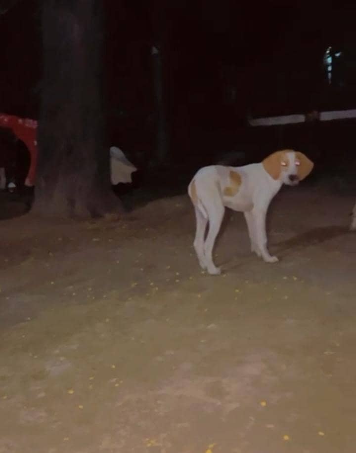 English pointer 1