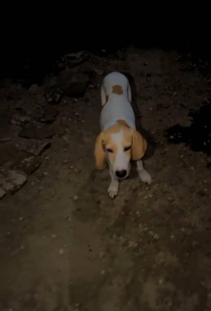 English pointer 2