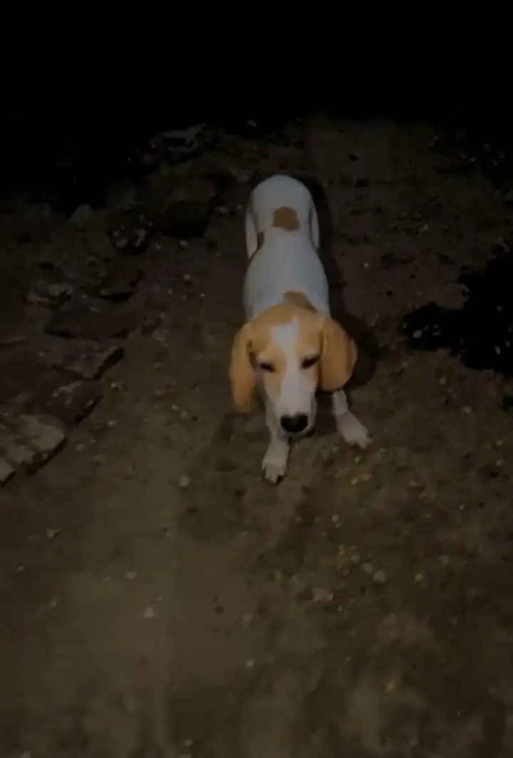 English pointer — photo 3