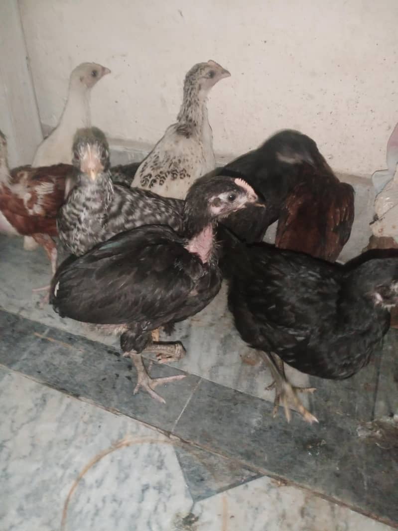 hen with chicks 3