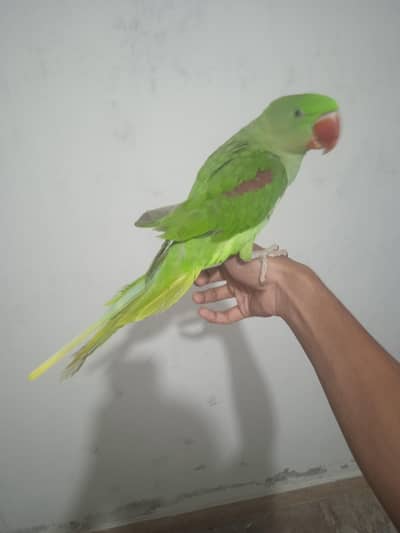 talking +tame  100 percent male 03701124986