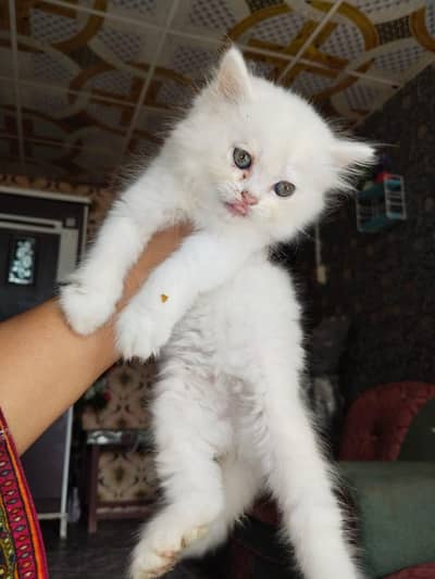 I want to sale persion kittens 03107000550