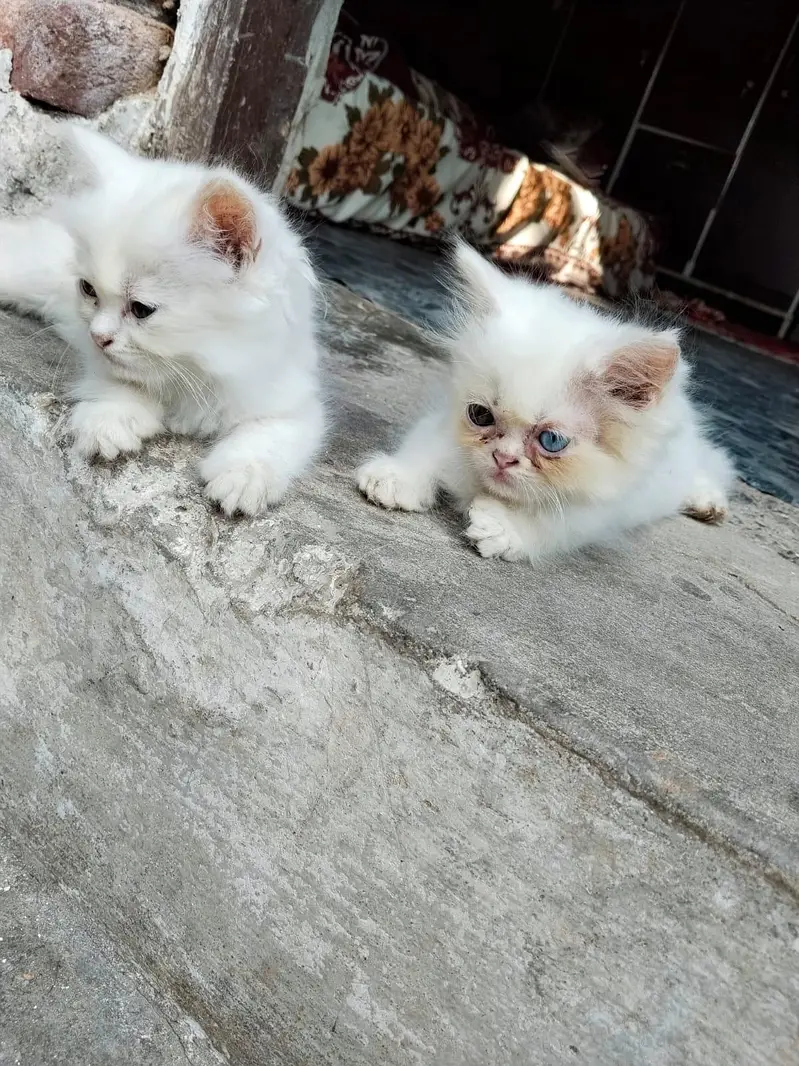 I want to sale persion kittens 03107000550 — photo 2