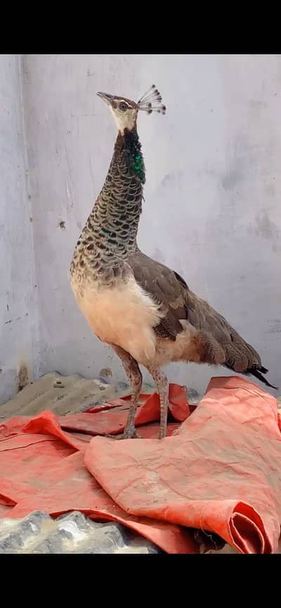 Breeder Female