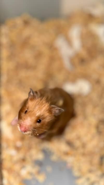 hamsters pair available