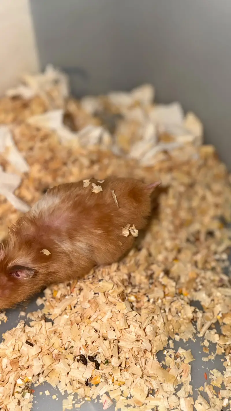 hamsters pair available — photo 2