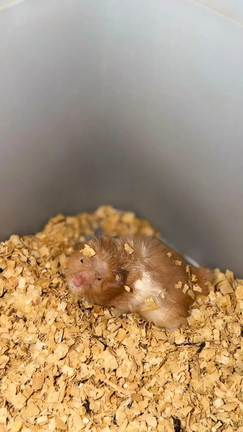 hamsters pair available — photo 3