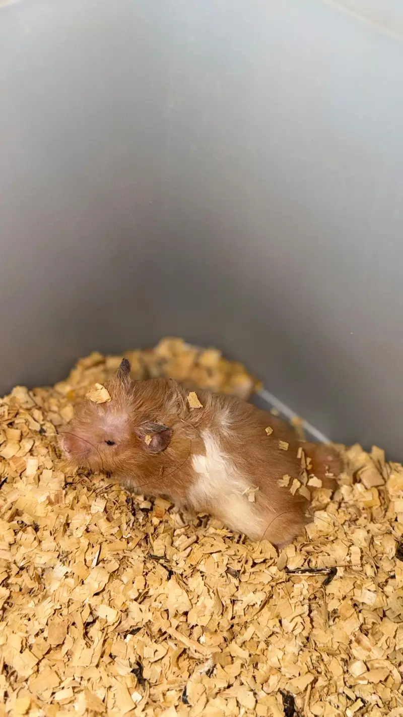 hamsters pair available — photo 4