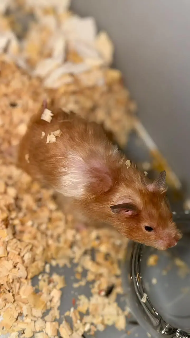 hamsters pair available — photo 5