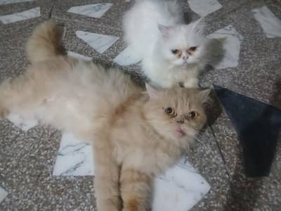 parsion cats hai or male or female dono available hai