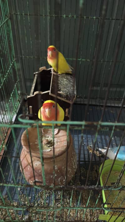 lovebirds or budges 03196955601whatsap is par message karna