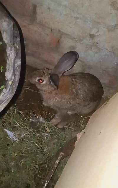 big size junglee rabbits pair urgent for sale