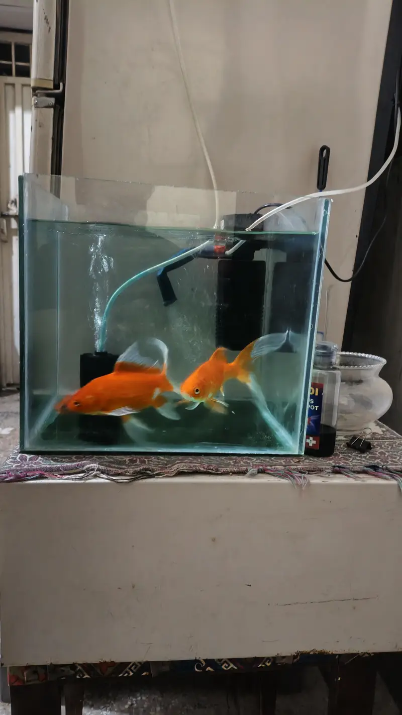 High Fin Common Goldfish — photo 2