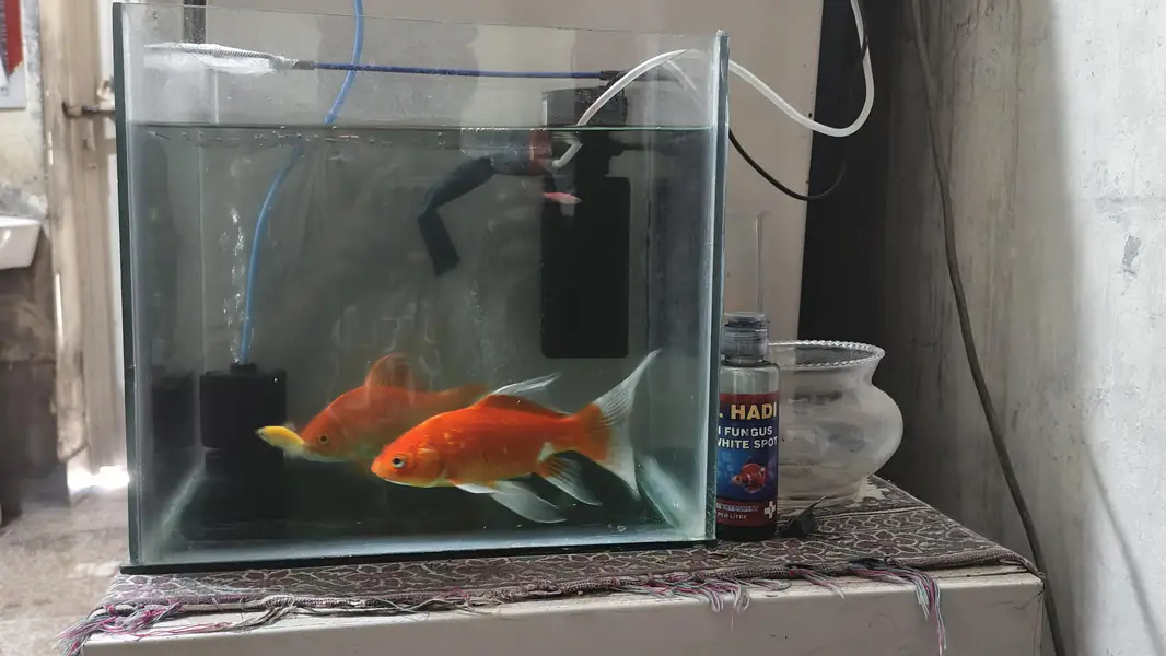 High Fin Common Goldfish — photo 3