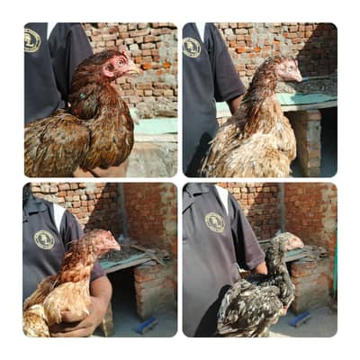 3 female or ak Shamo lakah cros patha rabta only wtsp 03011072919