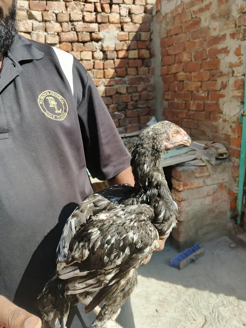 3 female or ak Shamo lakah cros patha rabta only wtsp 03011072919 — photo 2