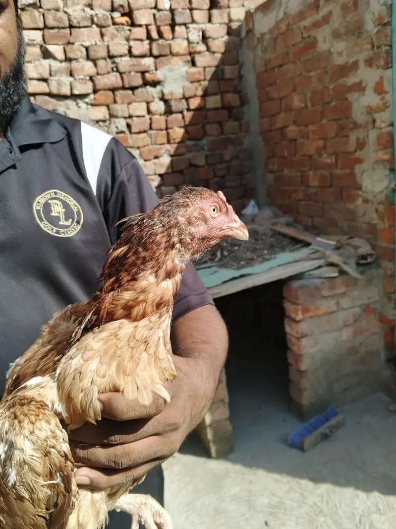 3 female or ak Shamo lakah cros patha rabta only wtsp 03011072919 — photo 3