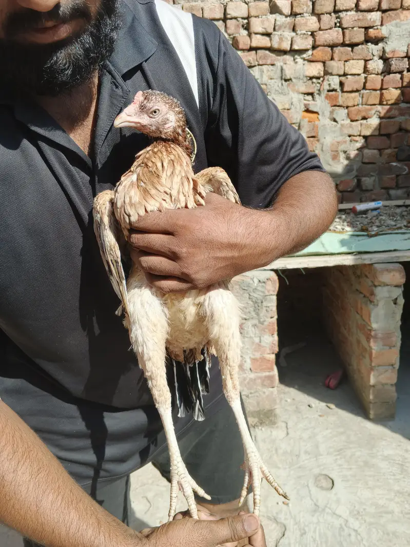 3 female or ak Shamo lakah cros patha rabta only wtsp 03011072919 — photo 6