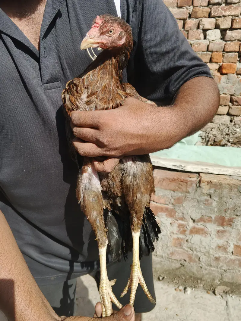 3 female or ak Shamo lakah cros patha rabta only wtsp 03011072919 — photo 7