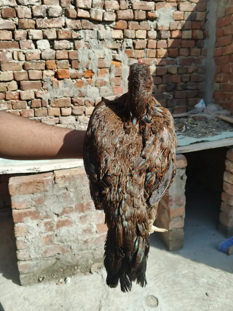 3 female or ak Shamo lakah cros patha rabta only wtsp 03011072919 — photo 8