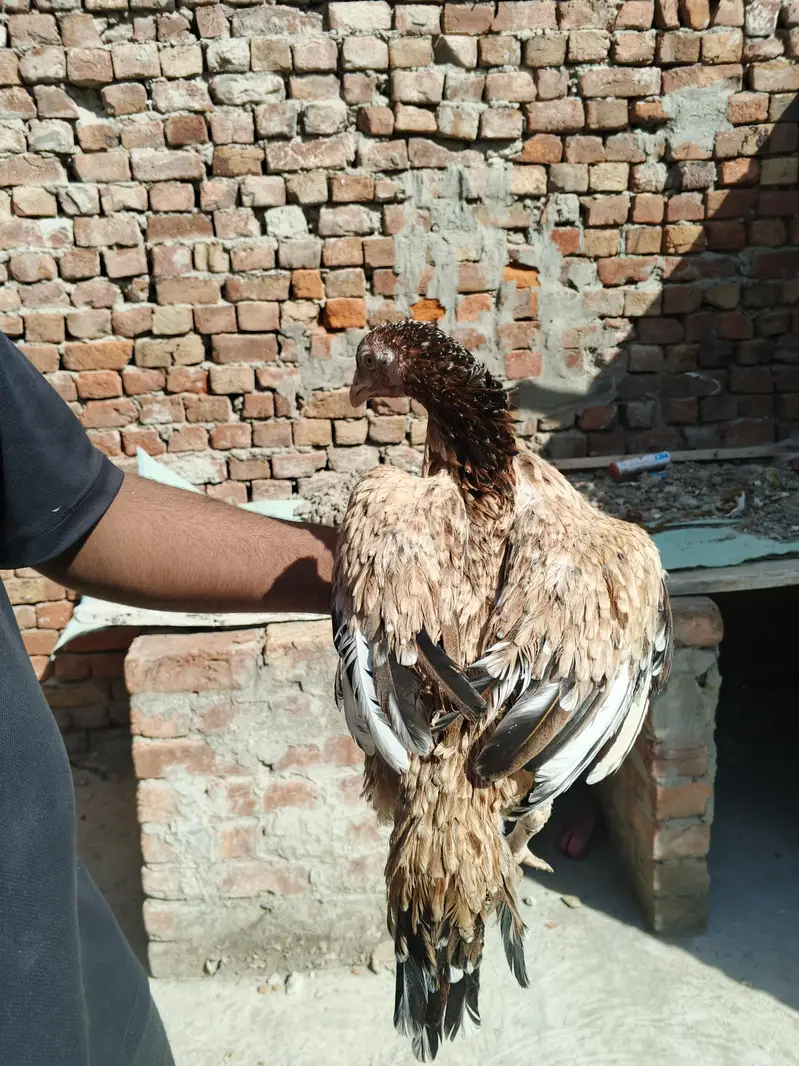 3 female or ak Shamo lakah cros patha rabta only wtsp 03011072919 — photo 9