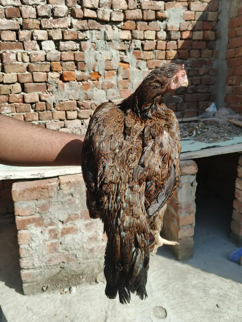 3 female or ak Shamo lakah cros patha rabta only wtsp 03011072919 — photo 10