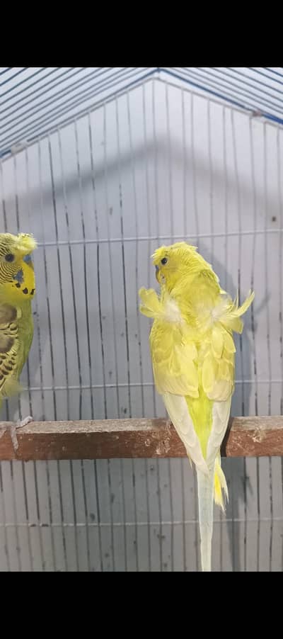 Australian Red eyes and hogo male and cage