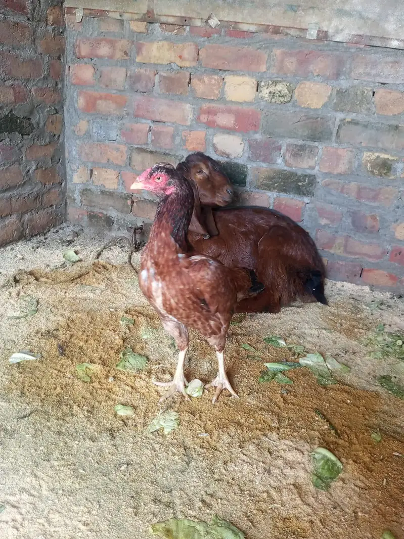 pure mainwali aseel — photo 3