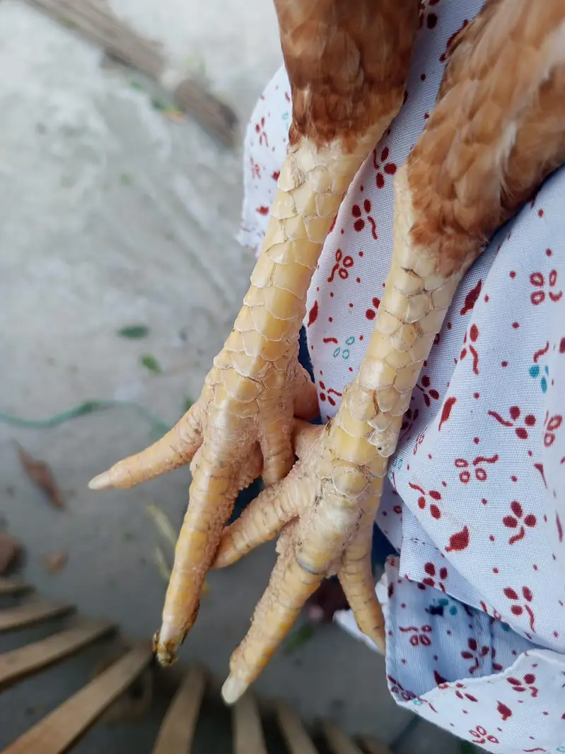pure mainwali aseel — photo 4