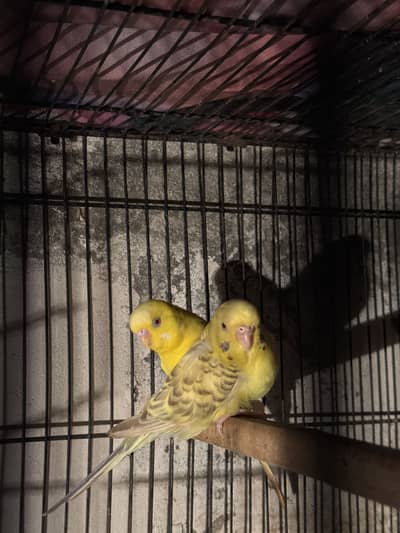 Red Eyes Crossing start Pair
