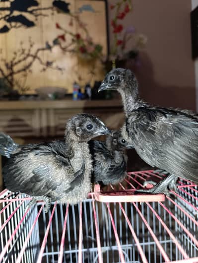 PREMIUM AYAM CEMANI CHICKS FOR SALE