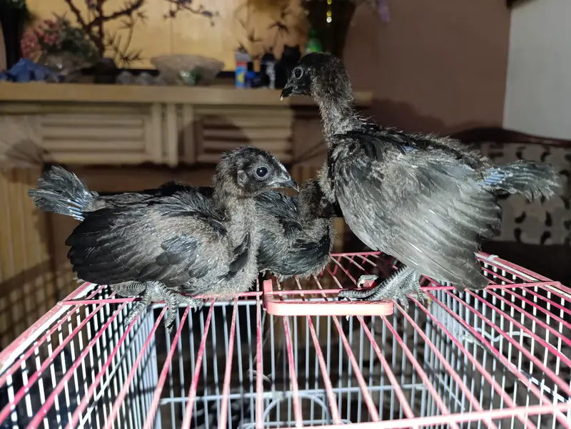 PREMIUM AYAM CEMANI CHICKS FOR SALE — photo 2