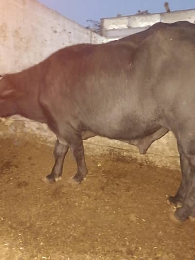 padda for sale