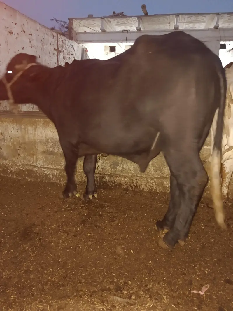 padda for sale — photo 2