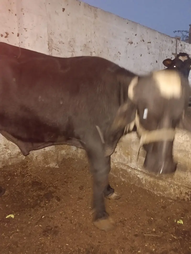 padda for sale — photo 3