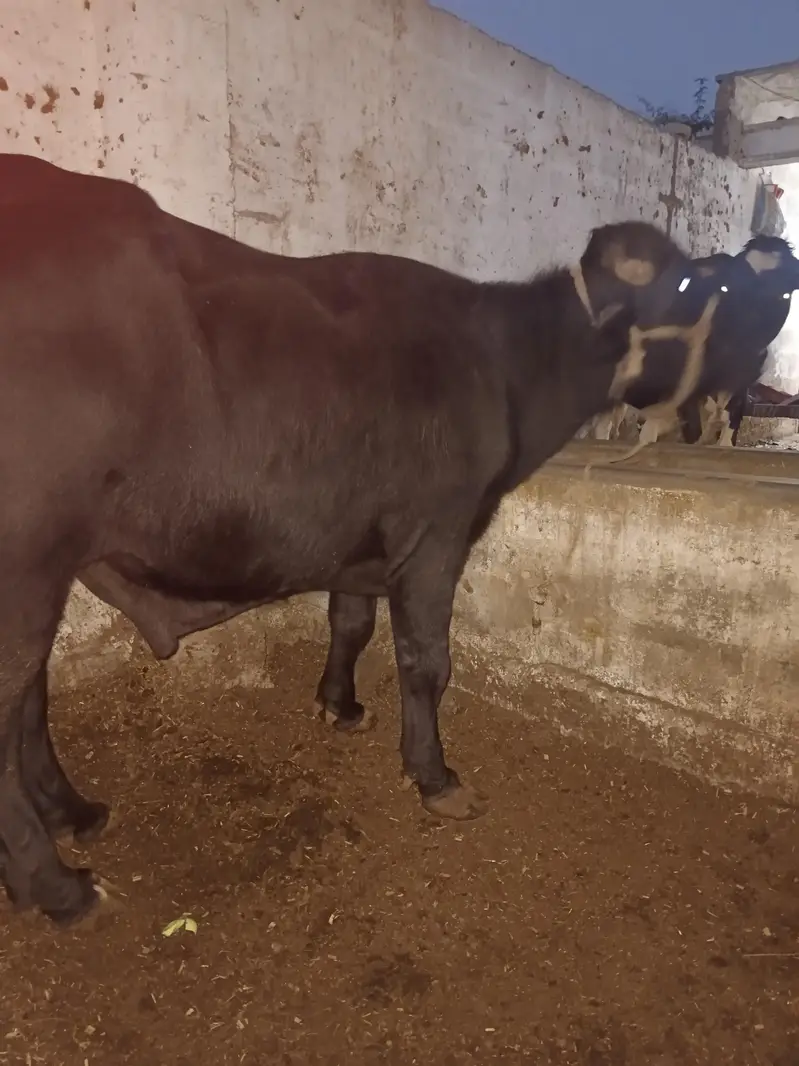 padda for sale — photo 4