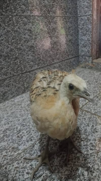 Peacocks Chicks 3 Pieces (Urgent Sale)