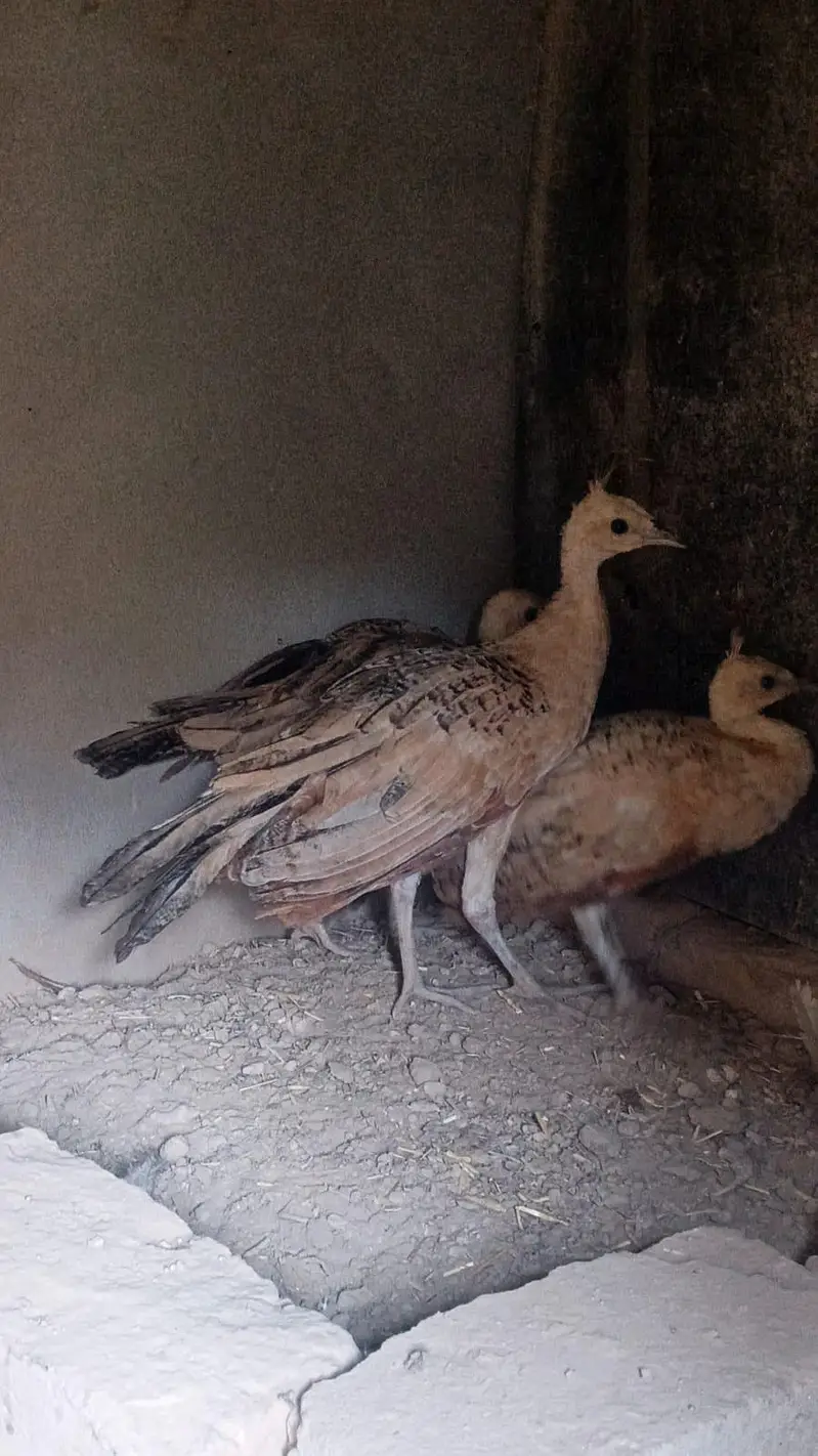 Peacocks Chicks 3 Pieces (Urgent Sale) — photo 2