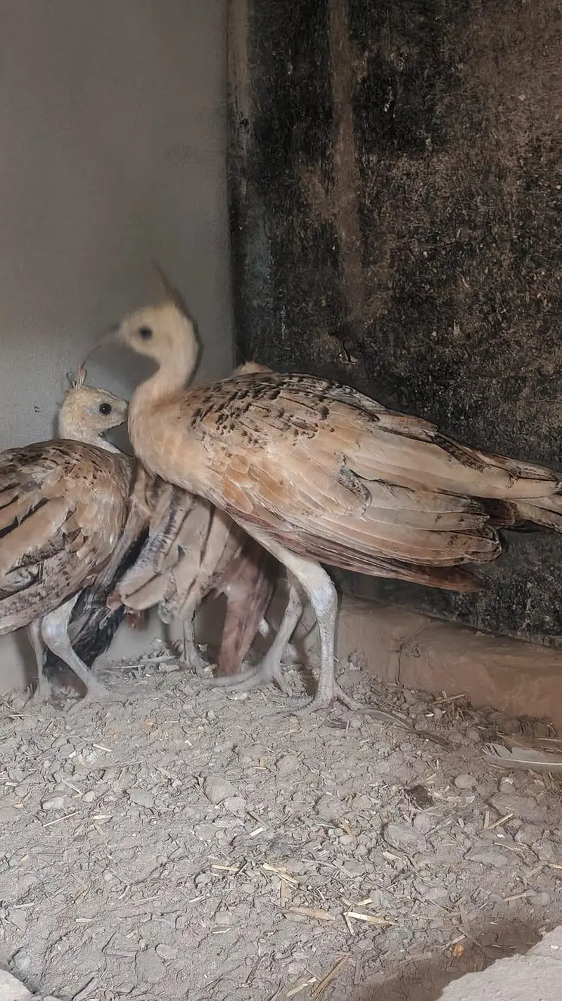 Peacocks Chicks 3 Pieces (Urgent Sale) — photo 4