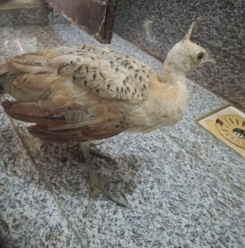 Peacocks Chicks 3 Pieces (Urgent Sale) — photo 5