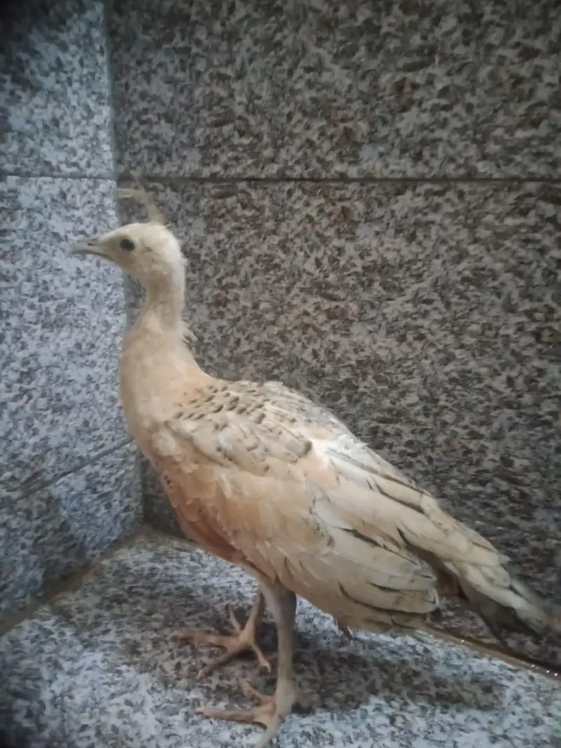 Peacocks Chicks 3 Pieces (Urgent Sale) — photo 6