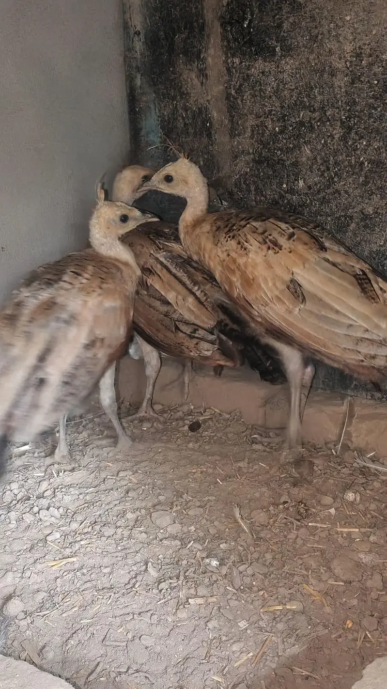 Peacocks Chicks 3 Pieces (Urgent Sale) — photo 7