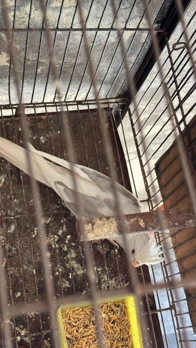 cocktail breeder pairs