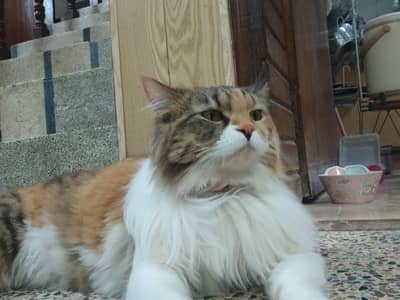 Persian  premium Calico cat