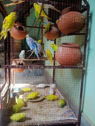 Parrots For sale