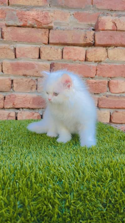 Persian cat vaccination related 3 code mein potty train for urgent