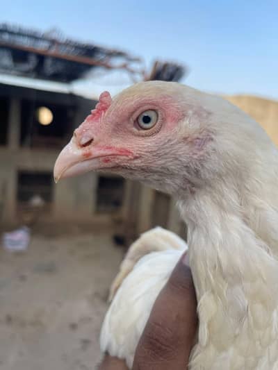 HEERA ASEEL FEMALE
